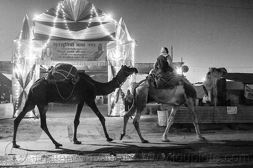 hindu pilgrim riding camel in front of ashram gate - kumbh mela 2013 (india), ashram, backlight, double hump camels, gate, hindu pilgrimage, hinduism, in tow, kumbh mela, man, night, pilgrim, riding, towing, walking