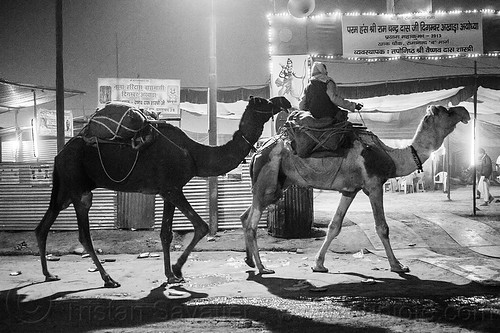 hindu pilgrim with his two camels - kumbh mela 2013 (india), backlight, double hump camels, hindu pilgrimage, hinduism, in tow, kumbh mela, man, night, pilgrim, riding, towing, walking