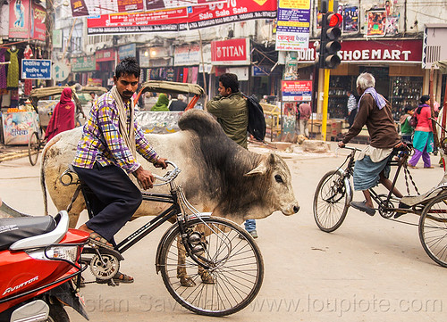 holy bull oblivious to traffic (india), holy bull, street cow, traffic, varanasi