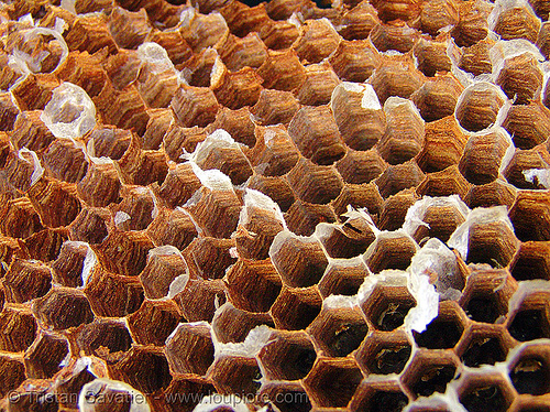 honeycomb - beehive, beehive, cao bằng, hexagons, trypophobia, wasps