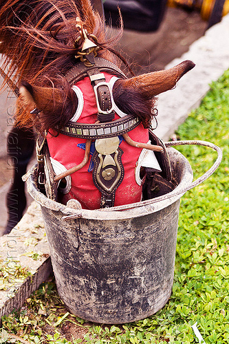 horse feeding from bucket, bucket, draft horse, draught horse, eating