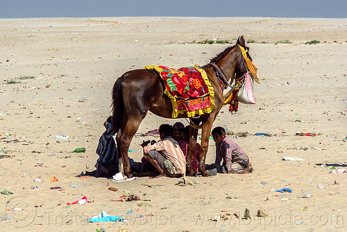 horse shade - varanasi (india), feed bag, garbage, horse, river bank, saddle, sand, shade, sitting, squatting, trash, varanasi