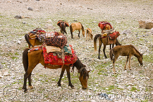 horses - nomad tribe - drass valley - leh to srinagar road - kashmir, caravan, dras valley, drass valley, kashmir, kashmiri gujjars, mountains, muslim, nomads, pack animal, pack horses, zoji la, zoji pass, zojila pass