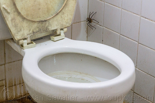 huntsman spider on the wall (philippines), giant crab spider, heteropoda venatoria, huntsman spider, restroom, sparassidae, toilet bowl