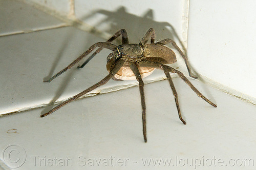 huntsman spider with egg sac (philippines), egg sac, giant crab spider, heteropoda venatoria, huntsman spider, sparassidae