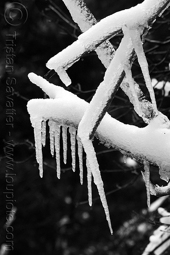 icicles on branches, branches, frozen, ice, icicles, snow, tree, winter, yosemite national park