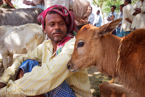 indian farmer with calf (india), baby animal, baby cow, calf, cattle market, farmer, headwear, indian man, sitting, west bengal