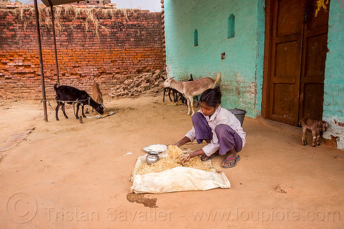 indian girl preparing fodder for her goats, fodder, girl, goats, green house, indian woman, khoaja phool, preparing, squatting, village, खोअजा फूल