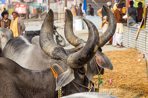 indian kankrej cows with big horns, big horns, hare krishna, hindu pilgrimage, hinduism, iskcon, kankrej cows, kumbh mela, oxes