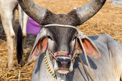 indian kankrej ox with big horns, attached, big horns, cow, hare krishna, hindu pilgrimage, hinduism, iskcon, kankrej cows, kumbh mela, laying down, ox, resting, rope, sitting