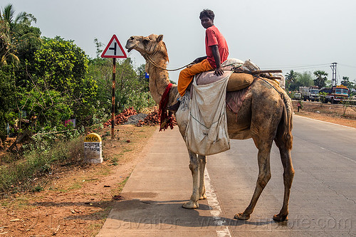 indian man riding camel on road (india), double hump camel, man, riding, road, walking