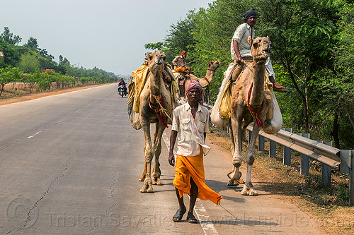 indian men riding camels on road (india), double hump camels, in tow, men, riding, road, towing, walking