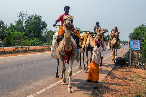 indian men traveling by camel (india), double hump camels, in tow, men, riding, road, towing, walking