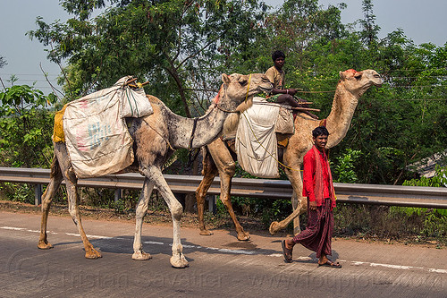 indian men traveling with their camels (india), double hump camels, in tow, men, riding, road, towing, walking