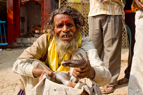 indian snake handler with cobra, basket, beard, cobra snake, hindu man, hindu pilgrimage, hinduism, indian man, kumbh mela, old man, paush purnima, sitting, snake charmer, snake handler, street performer, tilak, tilaka