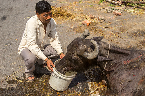 injured water buffalo drinking water from a bucket (india), accident, bucket, cow, crash, drinking, hay, injured, laying down, man, road, water buffalo
