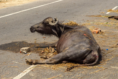 injured water buffalo laying on road after truck accident (india), accident, cow, crash, hay, injured, laying down, road, water buffalo