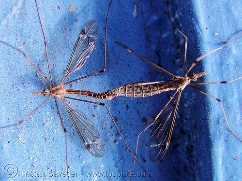 insects mating - crane flies, blue, crane flies, insects, mating, tipulidae, wildlife