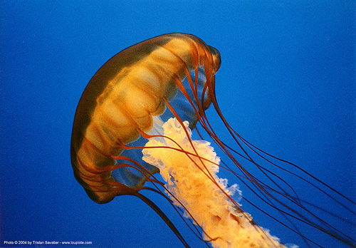 jellyfish - monterey aquarium (california), blue, jellyfish, monterey aquarium, monterey bay aquarium, ocean, orange, sea