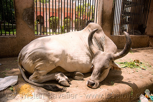 kankrej cow sleeping in the street - delhi (india), delhi, kankrej cows, laying down, ox, resting, sleeping, street cow