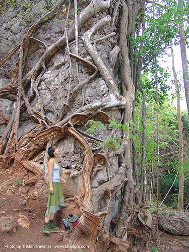 karstic area - strangler fig tree roots on rock - thailand, ficus, roots, strangler fig, tree