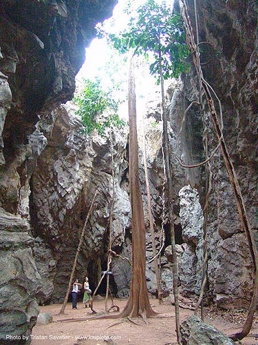 karstic area - tree growing in deep hole - thailand, landscape, tree