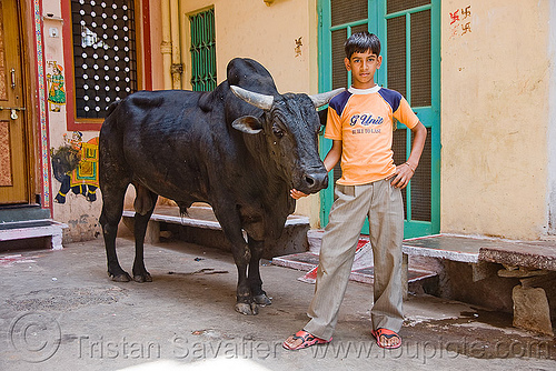 kid and his bull - udaipur (india), bull, child, kid, street cow, udaipur