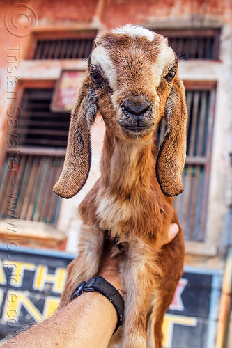 kid - baby goat in my hand, baby animal, baby goat, goat kid, hand, varanasi