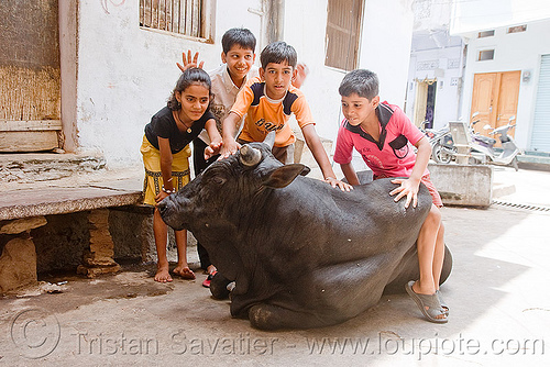 kids playing with bull - udaipur (india), bull, children, kids, street cow, udaipur