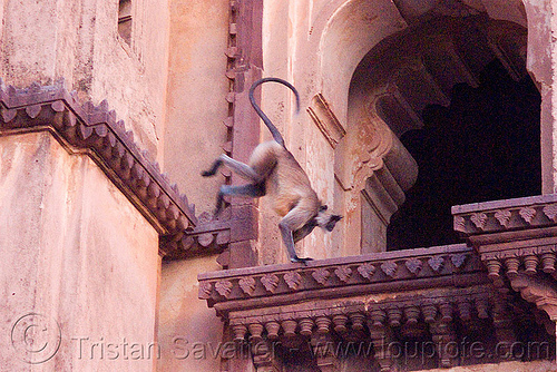 langur monkeys in temple - orchha (india), black-faced monkey, chatarbhuj temple, chaturbhuj mandir, gray langur, ledge, orchha, semnopithecus entellus, wildlife