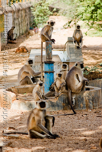 langur monkeys on hand pump (india), black-faced monkey, colony, gray langur, semnopithecus entellus, sitting, water hand pump, wildlife