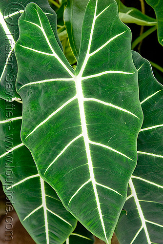 large leaf - tropical plant, alocasia micholitziana sander, leaf veins, leaves, plants, tropical