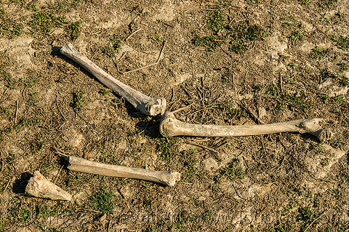 leg bones - human skeletal remains in ganges flood plain (india), dead, femur, flood plain, human bones, human remains, leg bones, skeletal remains, skeleton, tibia