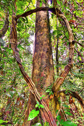 liana making a loop - jungle (borneo), backlight, borneo, jungle, liana, loop, malaysia, plants, rain forest, sepilok orang utan sanctuary, tree trunk