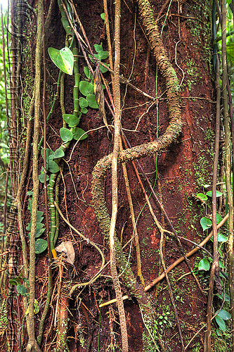 lianas on tree trunk, borneo, creepers, gunung mulu national park, jungle, lianas, malaysia, plants, rain forest, tree trunk