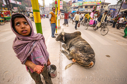 little girl begging near holy bull (india), beggar, begging, bull, child, kid, laying down, little girl, resting, street cow, varanasi