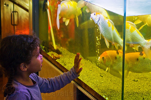 little girl looking at goldfishes in aquarium, aquarium, child, fish tank, fishes, goldfishes, hand, kid, little girl, touching