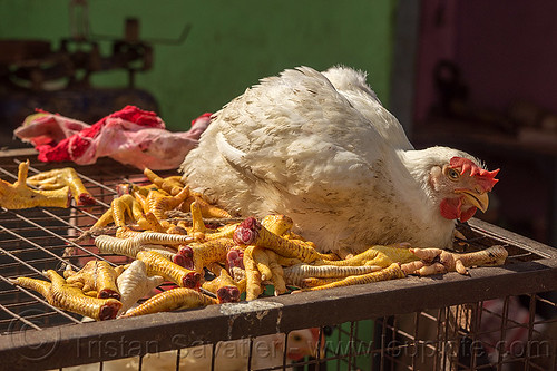 live chicken and chicken feet on a market (india), bird, cage, chicken feet, chickens, delhi, meat market, meat shop, poultry, raw meat