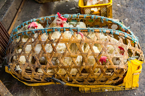 live chickens in bamboo cage, baguio, bamboo cage, chickens, pinikpikan, poultry
