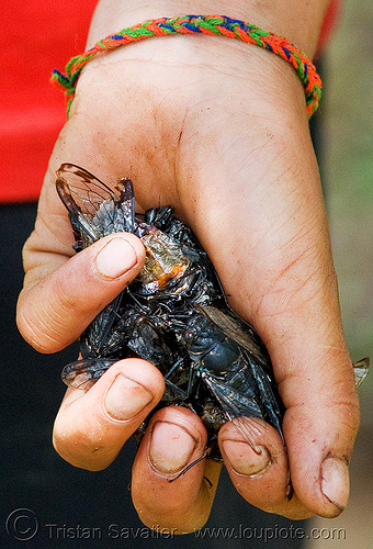 live cicadas in hand, child, cicadas, hands, hintang archaeological park, hintang houamuang, insects, kid, san kong phanh