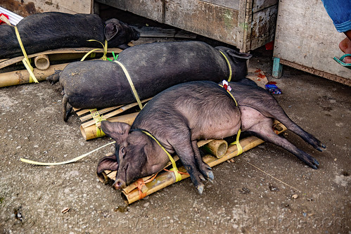live pigs tied-up on bamboo crate for transport to the market, bolu market, pasar bolu, rantepao, tana toraja