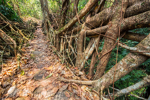 living root bridge - east khasi hills (india), banyan, east khasi hills, ficus elastica, footbridge, jungle, living bridges, living root bridge, mawlynnong, meghalaya, rain forest, roots, strangler fig, trail, trees