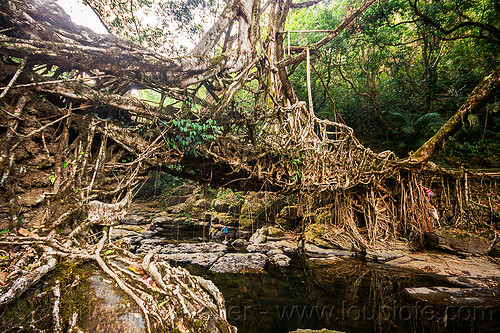 living root bridge spans over stream - mawlynnong (india), banyan, east khasi hills, ficus elastica, footbridge, jingmaham, jungle, living bridges, living root bridge, mawlynnong, meghalaya, rain forest, river, roots, strangler fig, trees, wahthyllong