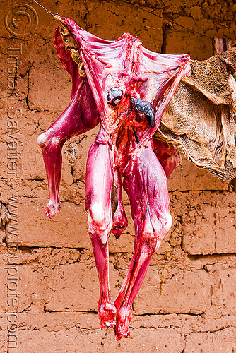 llama meat - carcass, abra el acay, acay pass, argentina, carcass, dead, llama meat, noroeste argentino, raw meat, skinned, slaughtered
