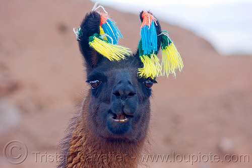 llama with carnival pom-pons, altiplano, andean carnival, argentina, brown, colored, colorful, decorated, ears, head, llama, noroeste argentino, pampa, pom-poms, pom-pons, pompon, quebrada de humahuaca, wool