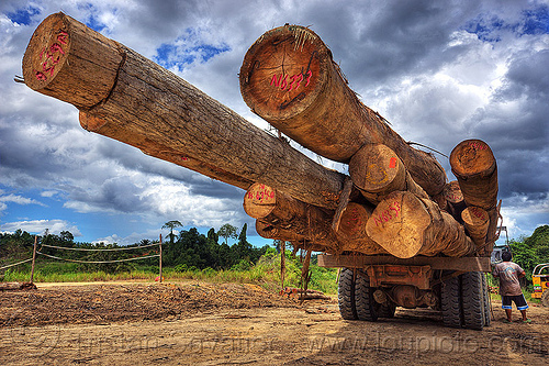 logging truck (borneo), borneo, clouds, cloudy sky, deforestation, environment, logging camp, logging truck, lorry, malaysia, man, rain forest, tree logging, tree logs, tree trunks, worker