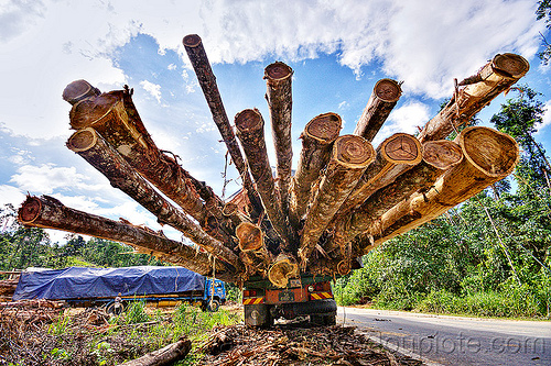 logging truck - tree logs, borneo, deforestation, environment, logging camp, logging truck, lorry, malaysia, rain forest, road, tree logging, tree logs, tree trunks, trucks, vanishing point