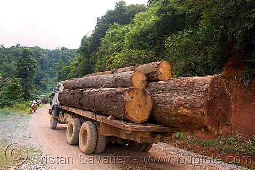 logging truck with large tree logs (laos), 250cc, convoy, deforestation, dirt road, honda motorcycle, honda xr 250, log truck, logging trucks, lorry, timber, touring, tree logging, tree logs, trees, unpaved, wood