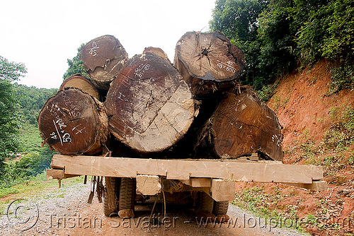 logging truck with large tree logs (laos), convoy, deforestation, dirt road, log truck, logging trucks, lorry, timber, tree logging, tree logs, trees, unpaved, wood