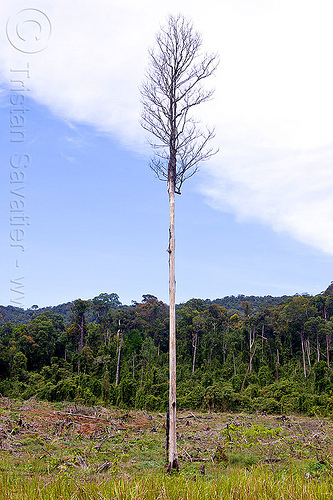 lone dead tree in cleaned forest parcel (borneo), borneo, clear cut, dead tree, deforestation, environment, logging, malaysia, rain forest